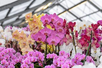 Close up of growing orchid flowers in greenhouses. Flower nursery. The production and cultivation of flowers.