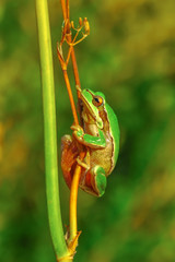 Beautiful Europaean Tree frog Hyla arborea 