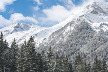 Winter landscape in the mountains with snowy hills and forest trees. Sunny day with blue sky in the mountains. Natural wallpaper on winter holidays and skiing concept. Bansko, Bulgaria resort.