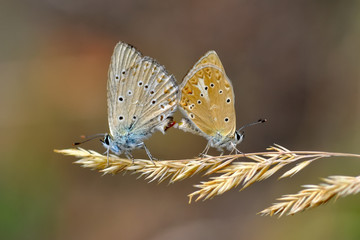 Closeup beautiful butterfly in a summer garden
