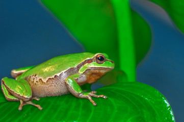 Beautiful Europaean Tree frog Hyla arborea 