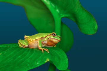 Beautiful Europaean Tree frog Hyla arborea 