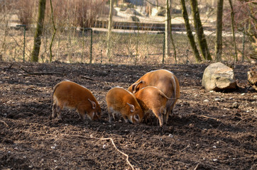 a family of wild pigs digging the ground on a sunny day