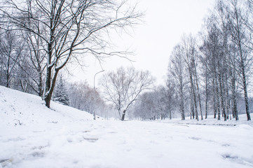 Fototapeta na wymiar Winter city park. Trees and road with white snow
