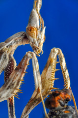 Close up of pair of Beautiful European mantis ( Mantis religiosa )