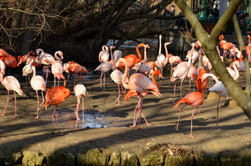Greater flamingo Phoenicopterus roseus in the Munich Zoo