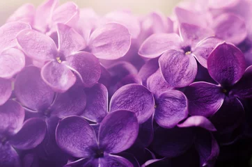 Poster Beautiful purple lilac flowers. Macro photo of lilac spring flowers. © Hanna Aibetova