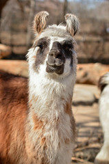 Obraz premium red-haired llama looks straight on a sunny day