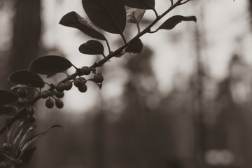 Sprig of European holly, Ilex aquifolium,  Berries of european holly, berries on a branch with...