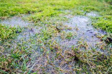 Spring swamp with moss and grass close-up