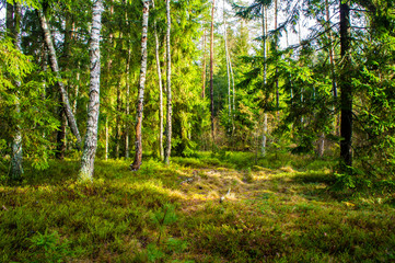 Spring green sunny bright forest. Landscape with trees