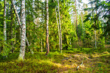 Obraz premium Spring green sunny bright forest. Landscape with trees