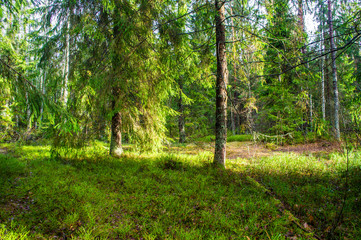 Fototapeta premium Spring green sunny bright forest. Landscape with trees
