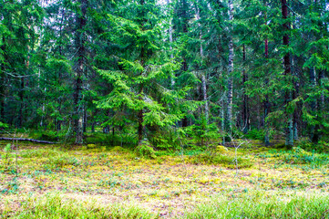 Spring green sunny bright forest. Landscape with trees