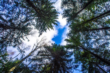 View of the treetops in the forest