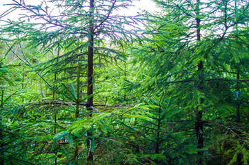 Coniferous tree branch with needles close-up.
