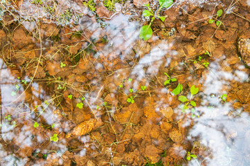 Transparent bottom lake with fallen leaves and moss