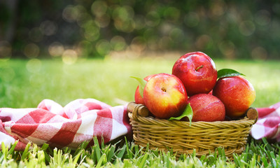 Fresh plums on the green grass
