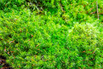 Green moss with grass close-up.