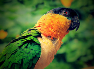 rainbow lorikeet in a tree