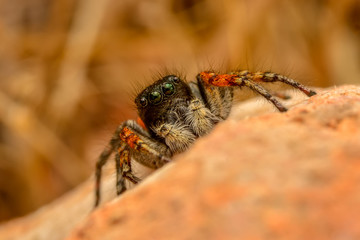 Close up  beautiful jumping spider  