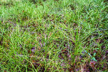 Green moss with grass close-up.