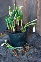 Galanthus. Bulbs of Snowdrops on wooden background. Gardening. 