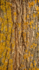 bark of a tree