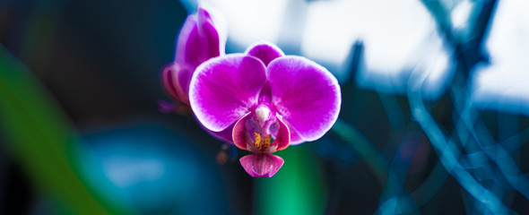 Lila Orchidee Querformat
