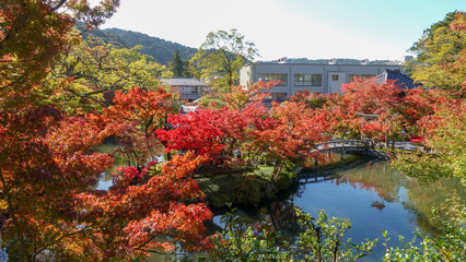 Autumn in Japan hunting for red leaves of maple tree Kioto