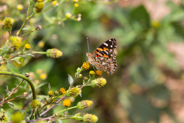 Motley butterfly on th e yellow flower