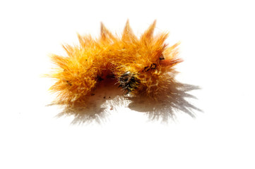 Bright orange furry caterpillar on a white background.