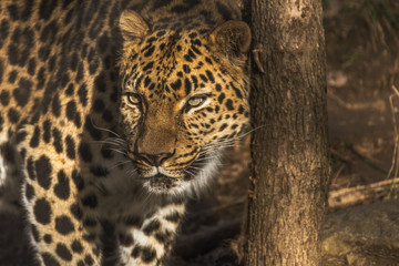 Obraz na płótnie Canvas leopard on a tree