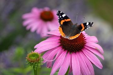 Admiral butterfly on a coneflower - Powered by Adobe