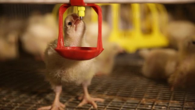 broiler chickens in the aviary at the factory