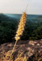 Picture of a grass in the forest