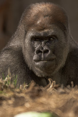 Gorilla deep in thought 