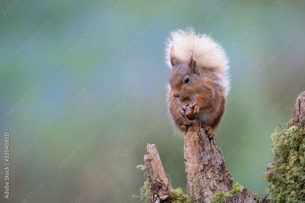 Poster a red squirrel portrait as it sits on top of an old tree stump eating a hazel nut