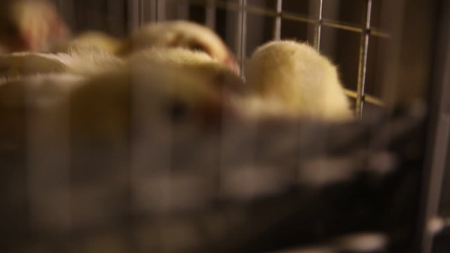 broiler chickens in the aviary at the factory
