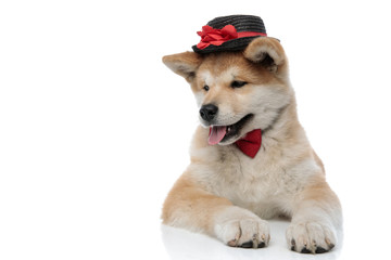 Eager Akita Inu looking for something and panting