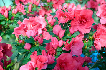 Flowering coral red azaleas in the winter garden. Horizontal closeup image of Rhododendron. Season of flowering azaleas.
