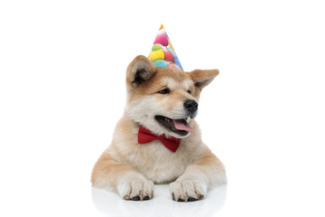 Adorable Akita Inu curiously looking away