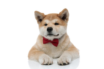 Confident Akita Inu looking forward while wearing a red bowtie
