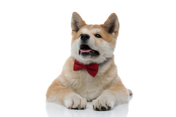 Eager Akita Inu curiously looking up and panting