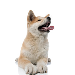 Lovely Akita Inu looking away with its tongue sticking out