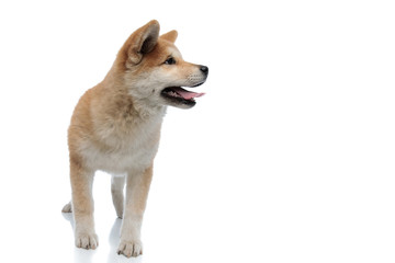 Dutiful Akita Inu looking to the side and listening