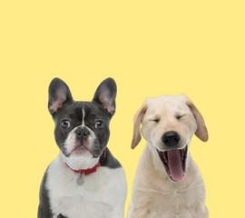 couple of dogs wearing leash and yawning tired
