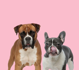 team of boxer and french bulldog