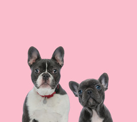 team of two french bulldogs on pink background