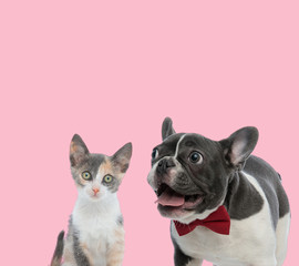 team of metis cat and french bulldog on pink background